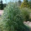 Andropogon Gerardii